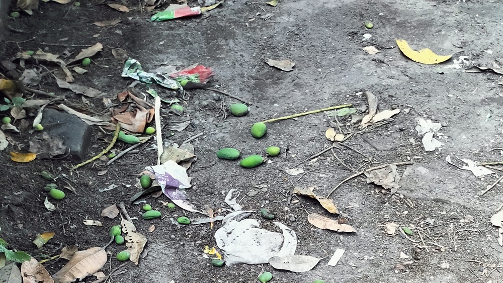 চাঁপাইনবাবগঞ্জে  ঝোড়ো বাতসের সাথে বৃষ্টি,ঝরে গেছে  প্রচুর গুটি আম